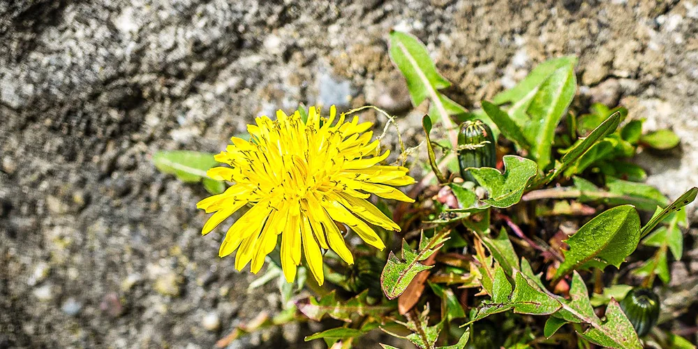 Palliative Care-Fachtagung 2026: Innere Stärke und Resilienz in der Palliative Care. 4. März 2026, Careum Aarau. Aargauer Landeskirchen und palliative aargau – Palliative Care und Begleitung der Aargauer Landeskirchen (palliative-begleitung.ch)